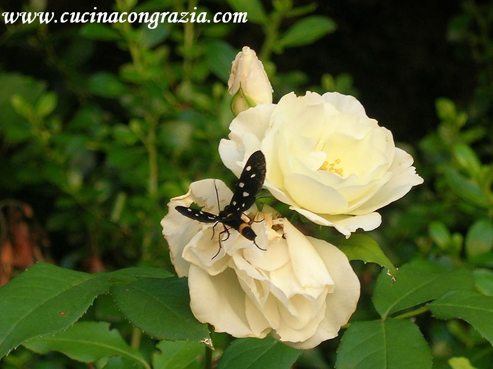 Ristorante il Ninfeo-Terme di Stigliano